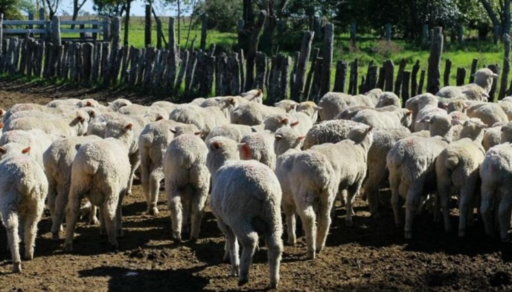 ovejas corrientes