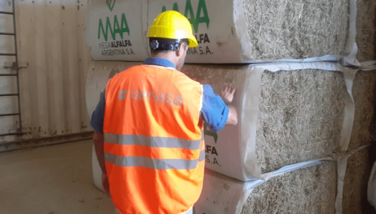 senasa control alfalfa