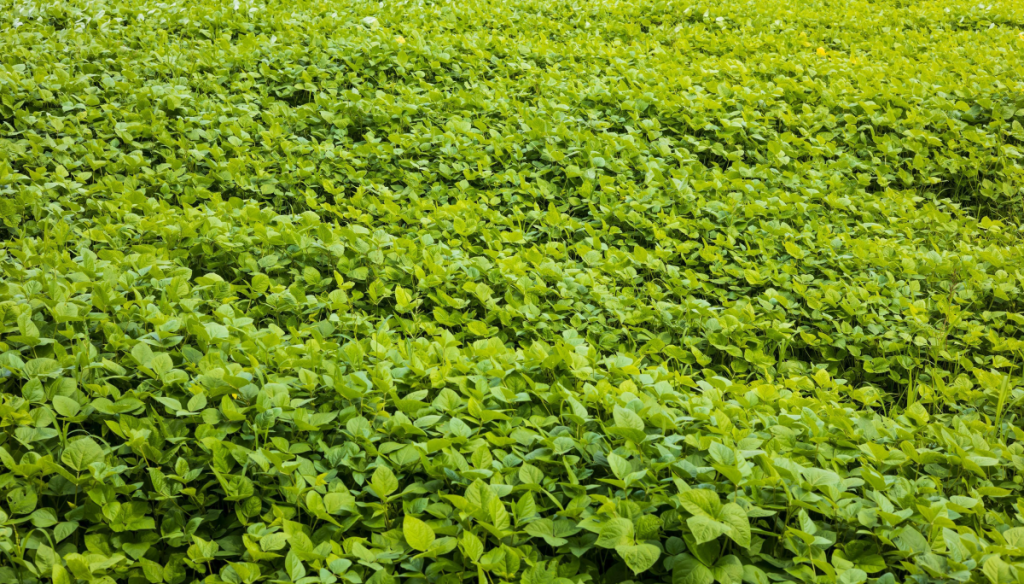 soja novonesis speedagro