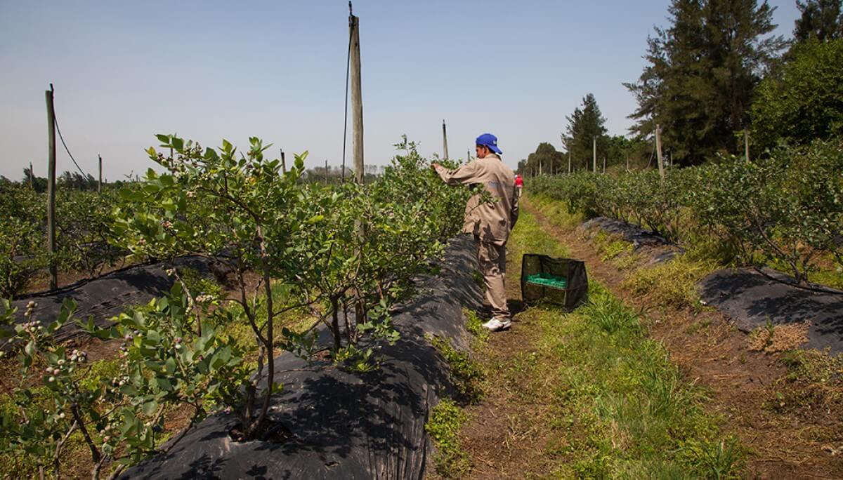 trabajador rural renatre
