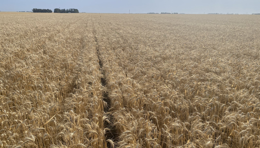 Para el Gobierno, la cosecha de trigo creció 50% y el nuevo récord es de 27,8 millones de toneladas 3 trigo bumpercrop