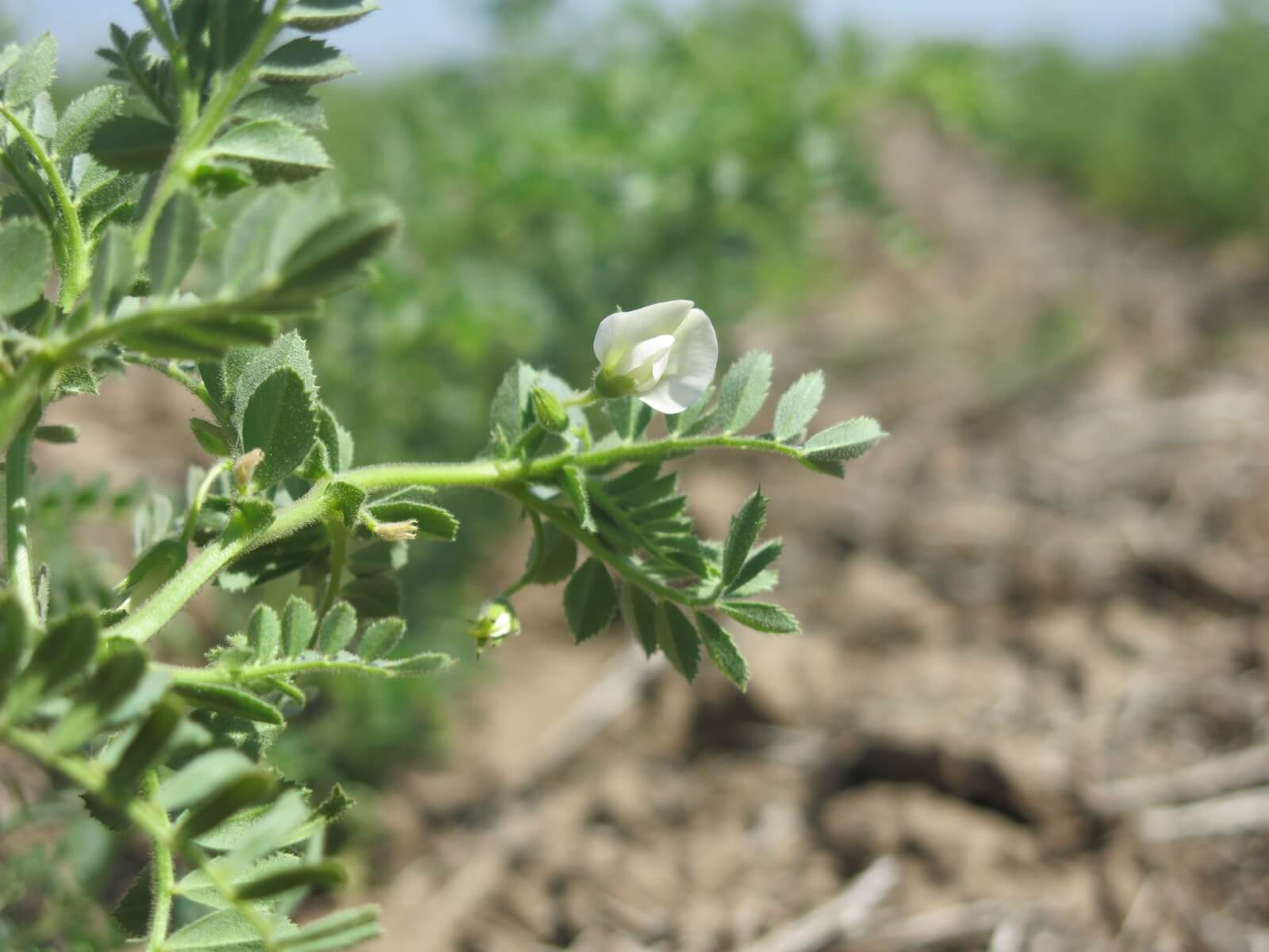 AMUCHASTEGUI GARBANZO Amuchastegui
