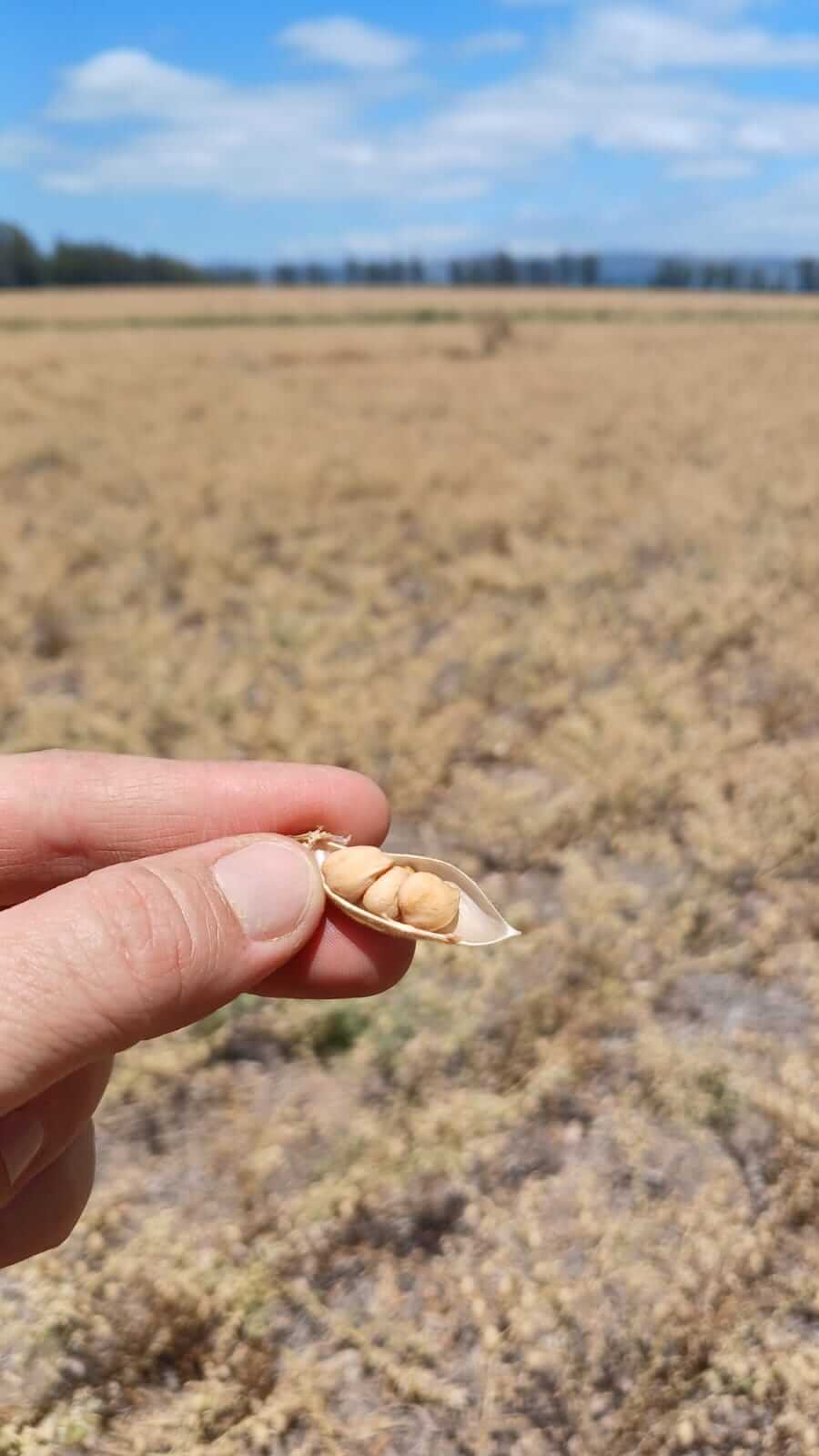 AMUCHASTEGUI GARBANZO Amuchastegui04