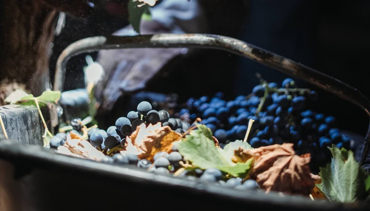 DR CosechaNocturna 48