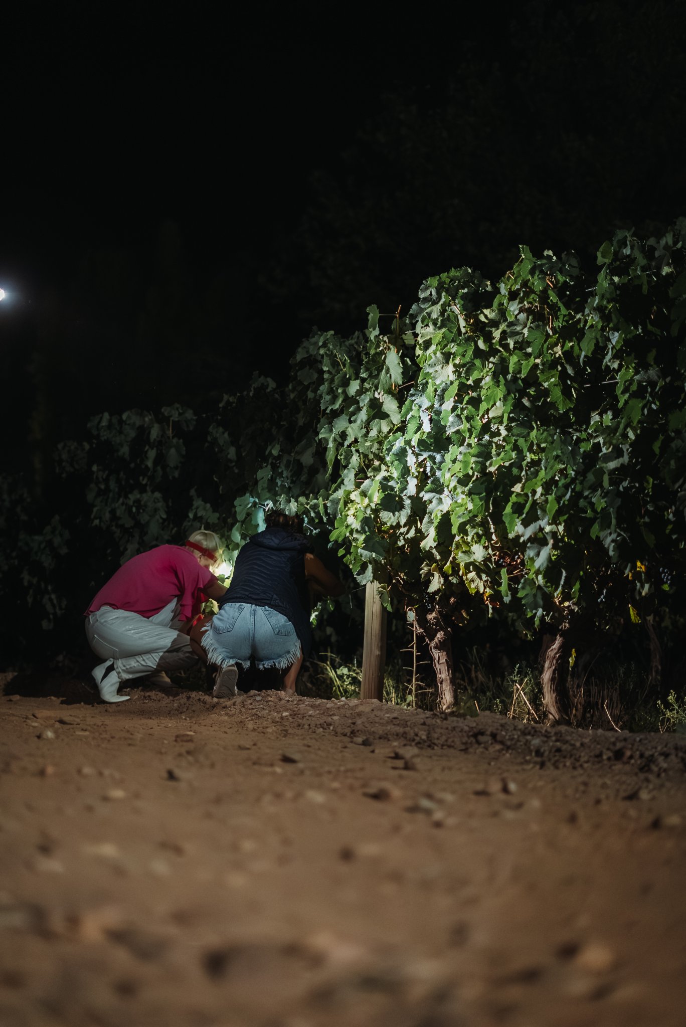 Cosechar de noche: la estrategia que mejora calidad y reduce costos en la vendimia