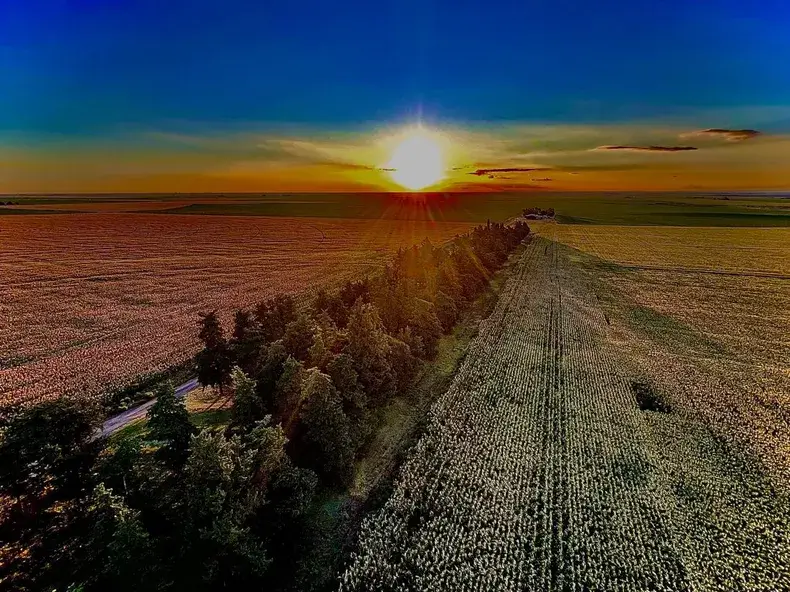 FORESTACION carnerillo