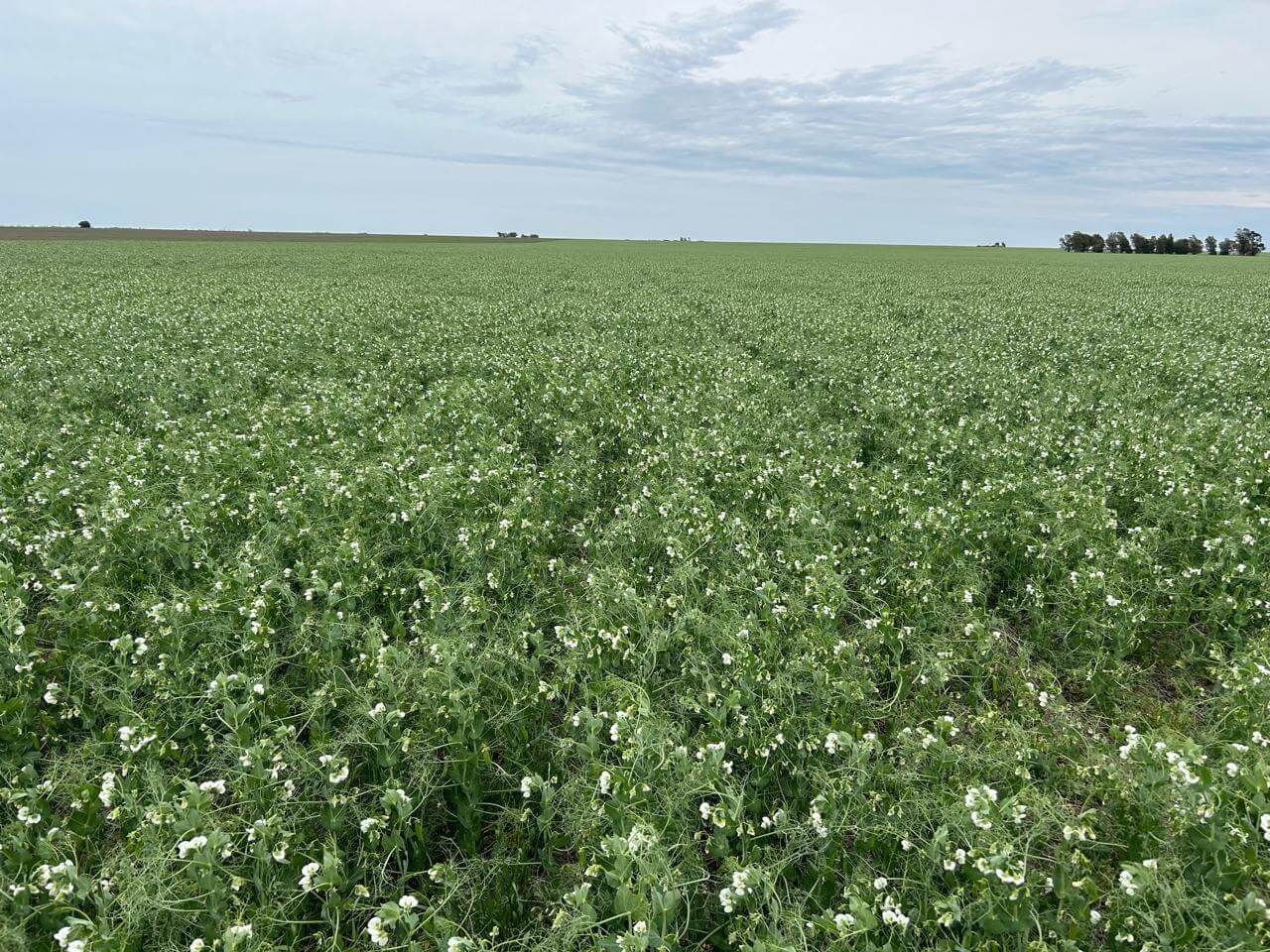 IRASTORZA Arveja04.29.08