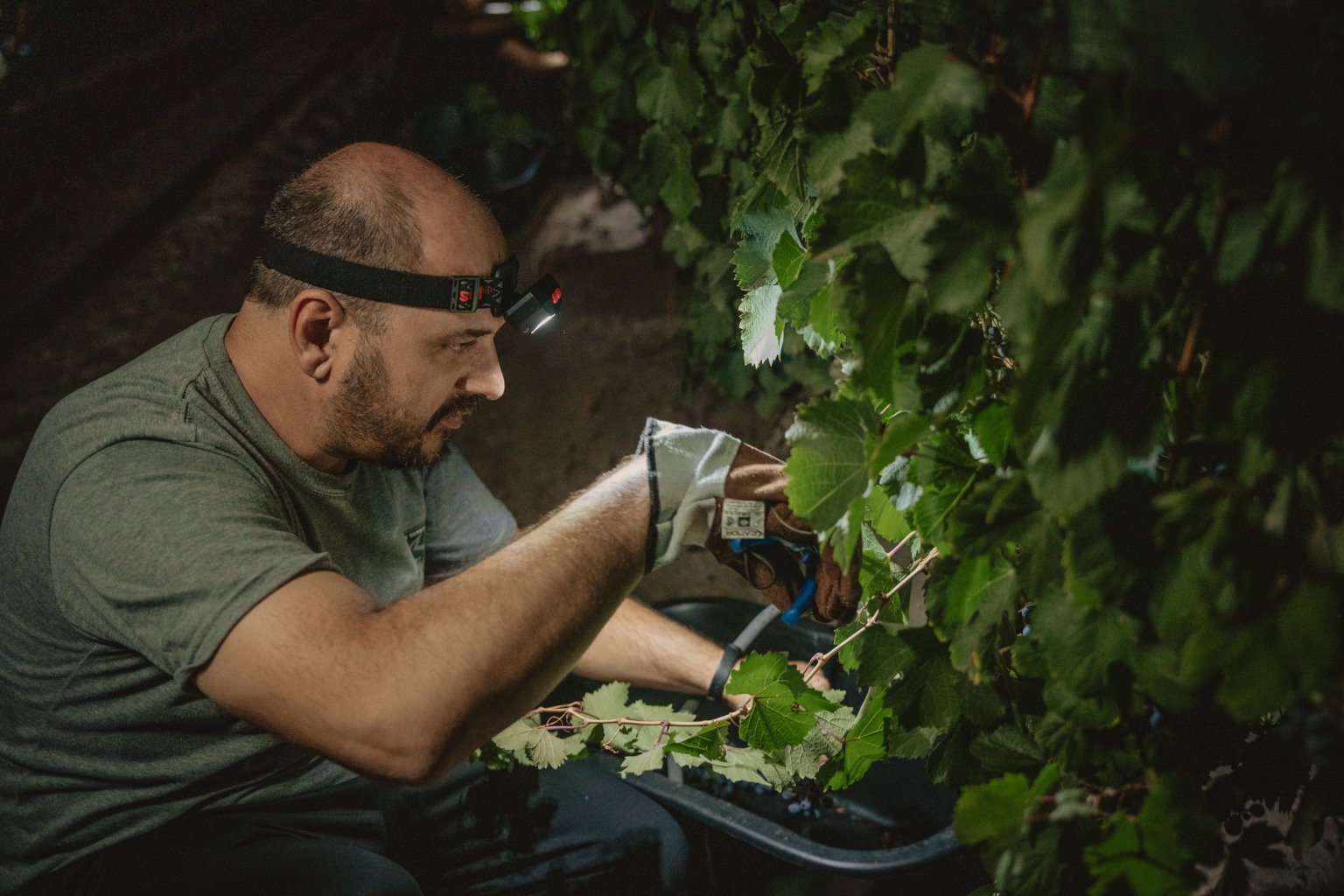 Cosechar de noche: la estrategia que mejora calidad y reduce costos en la vendimia