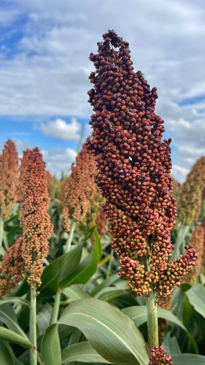 Sorgo RAGT