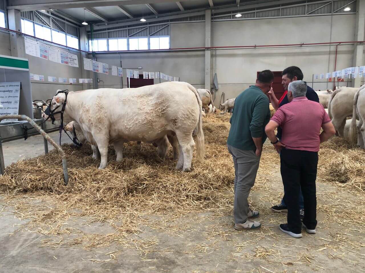 Bahiense y pionero: viajó a Europa y armó la primera cabaña Angus con 100% genética argentina del viejo continente 3 WhatsApsimmental