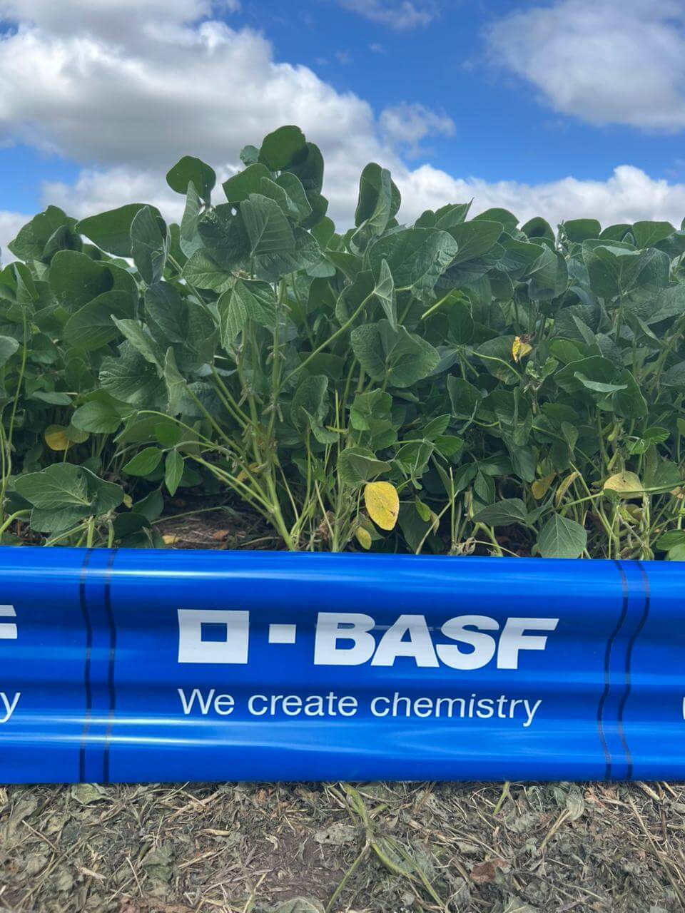 basf soja tandil