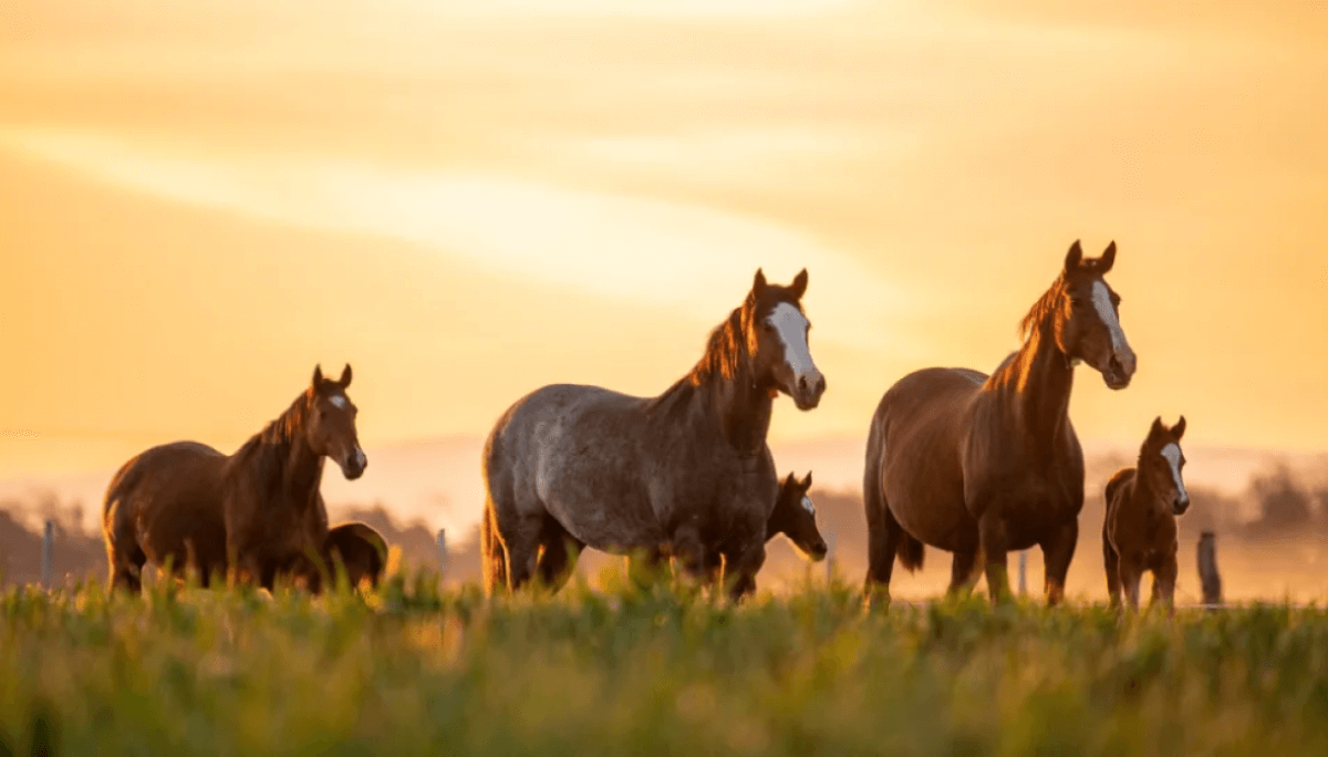 caballos de polo carnerillo