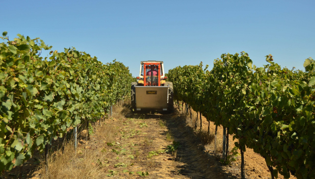 cosecha vinedo mendoza