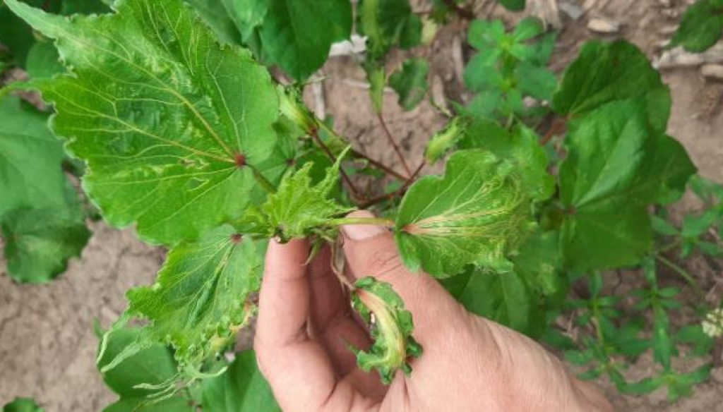 Cuidado con la fitotoxicidad: los herbicidas hormonales, aliados que pueden convertirse en enemigos