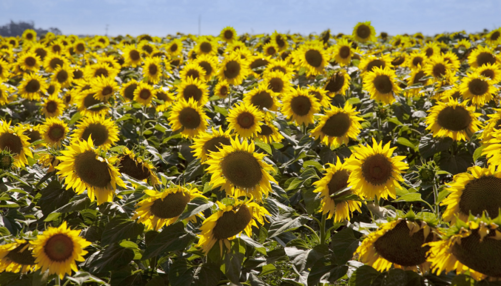 El girasol tiene aura: claves para aprovechar otra campaña con todos los vientos a favor