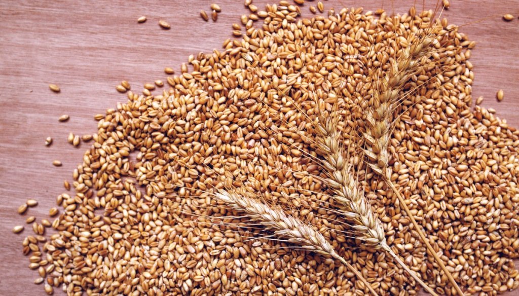 wheat ears and grains after harvest 2026 01 07 06 30 40 utc