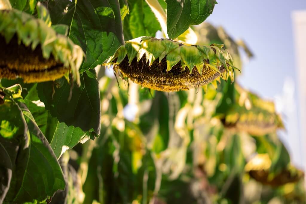 2. NK en Expoagro 2206