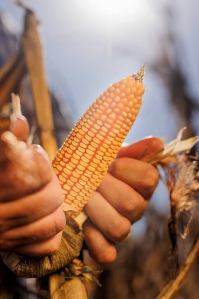 3. NK en Expoagro 2026