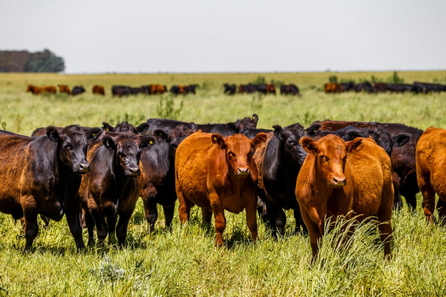 Ganader&iacute;a vs soja: la cr&iacute;a vuelve a ser rentable