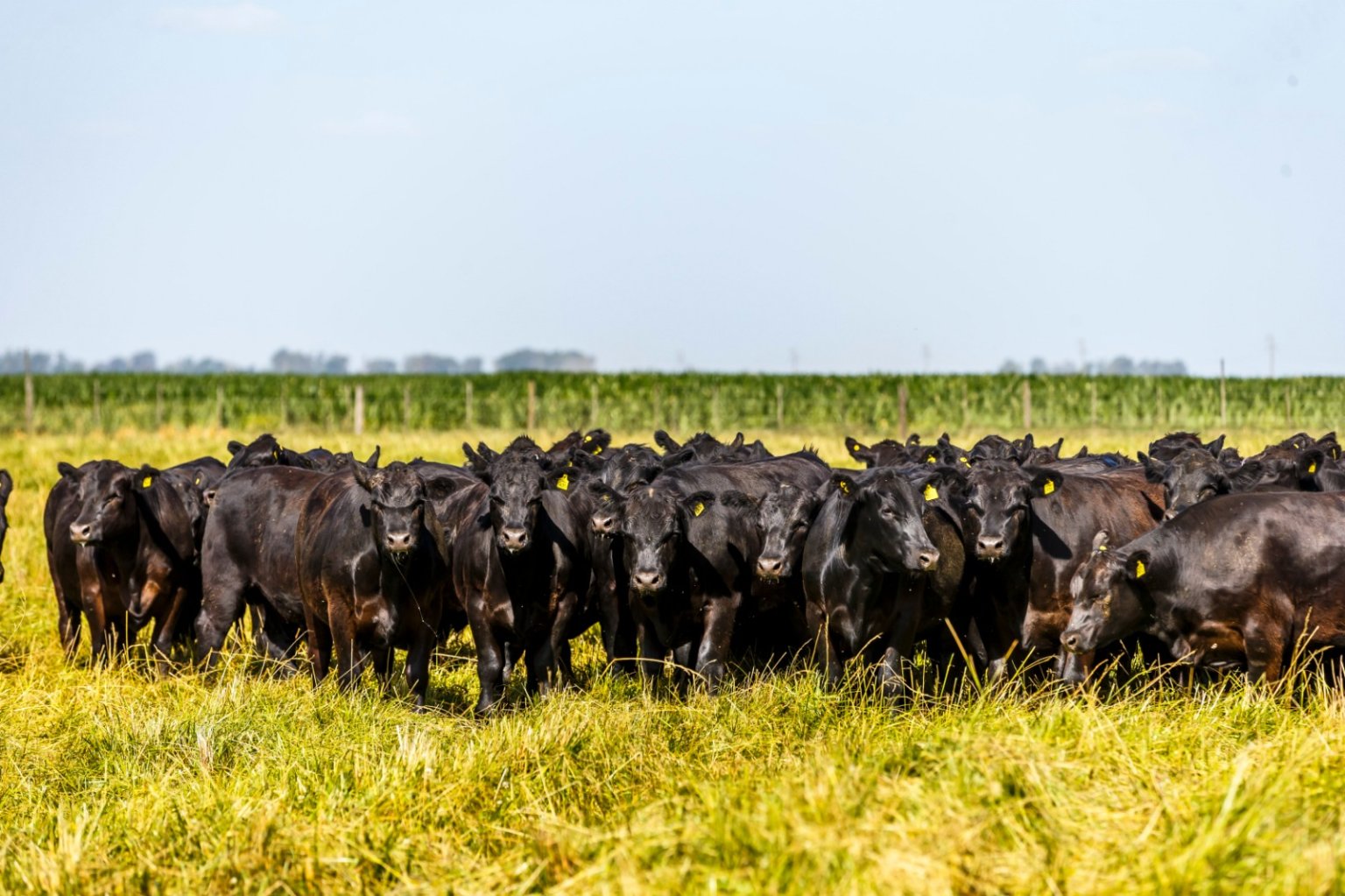 Ganader&iacute;a vs soja: la cr&iacute;a vuelve a ser rentable