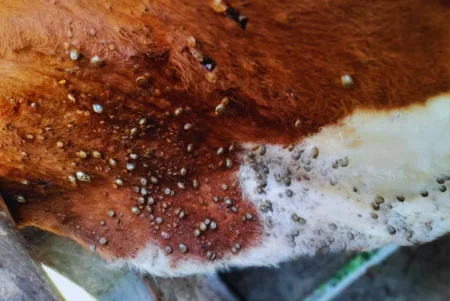 Bovino Criollo 4 768x514.jpg