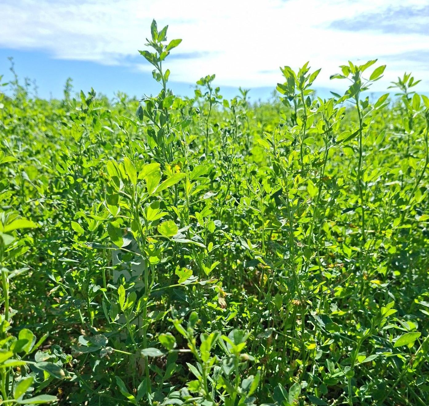 IMG 2024 WA01210 rotated e1774887832642