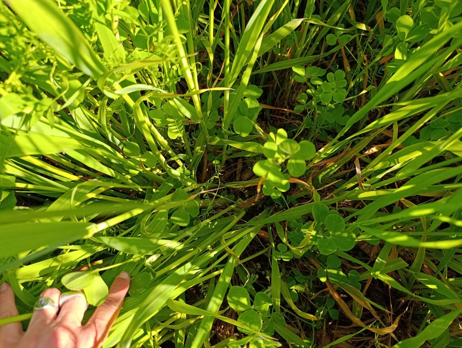 D&iacute;a del Agua: t&eacute;cnicas que mejoran eficiencia agr&iacute;cola