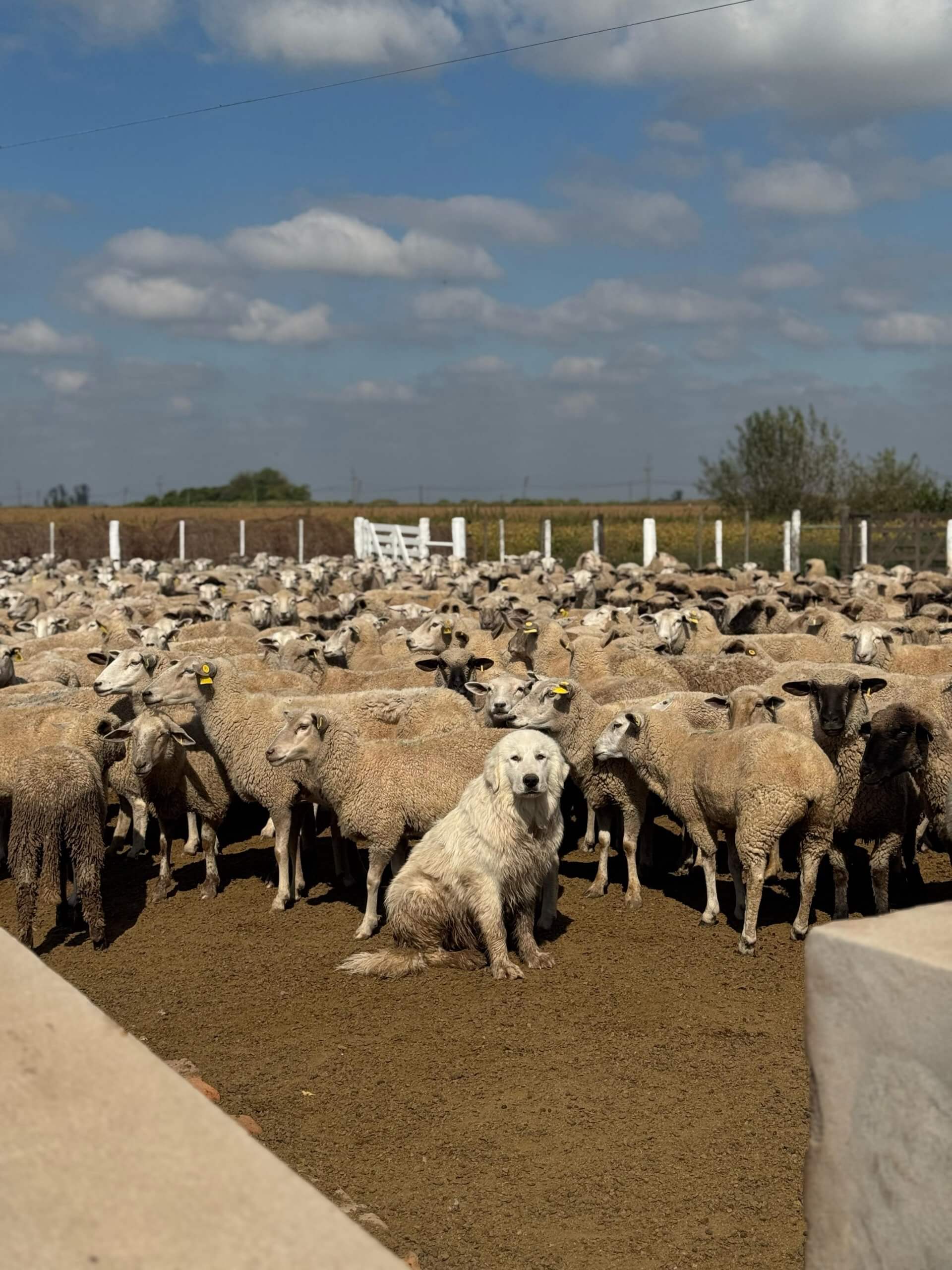 Perro y oveja14 scaled