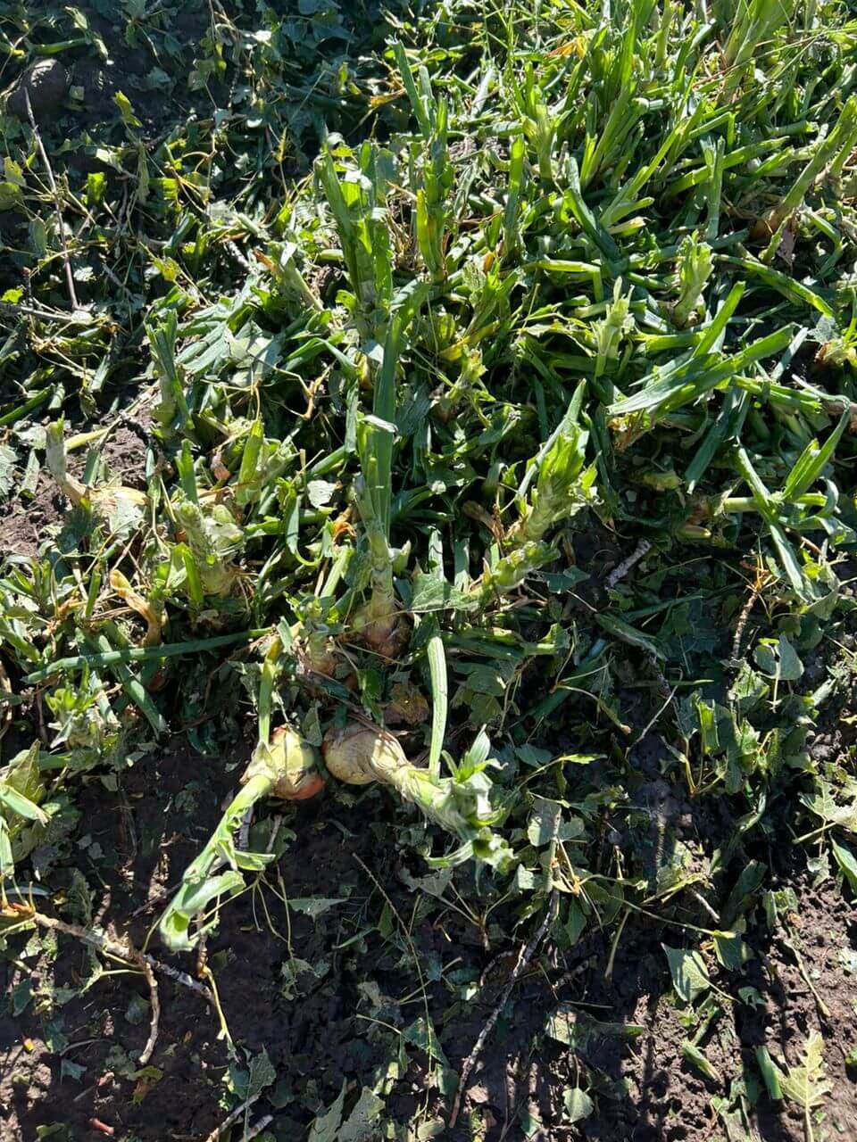 cebolla afectada por granizo