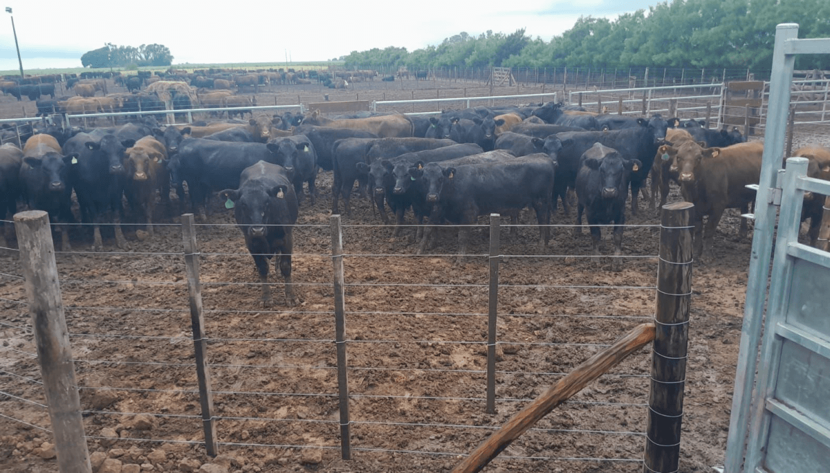 feedlot hacienda