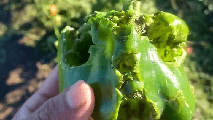 granizo danos rio negro