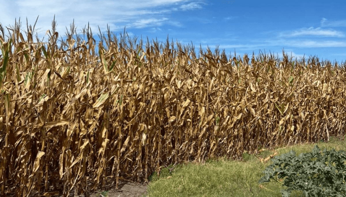maiz en madurez fisiologica