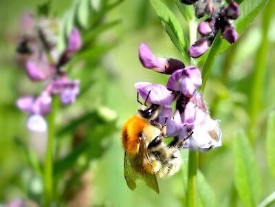 polinizadores abejorro u