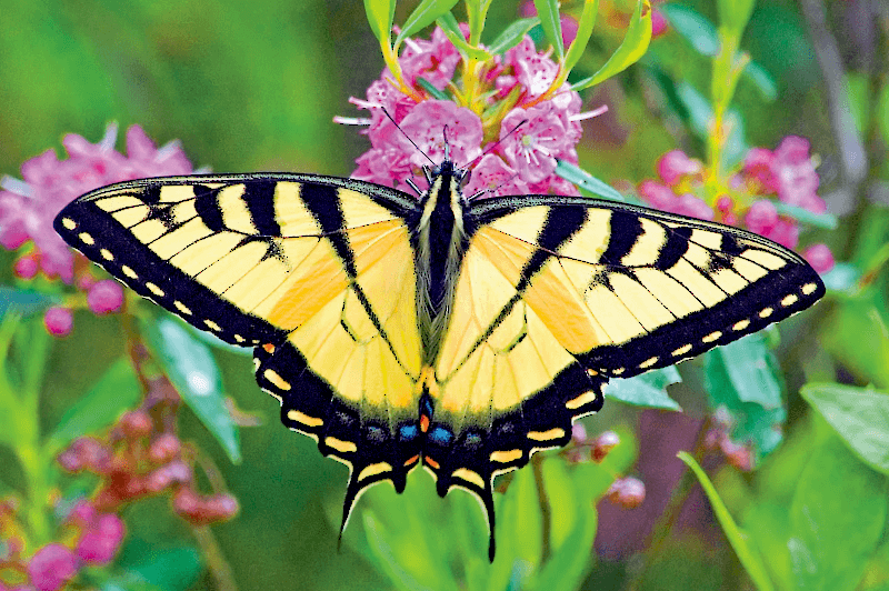 polinizadores tiger swallowtail