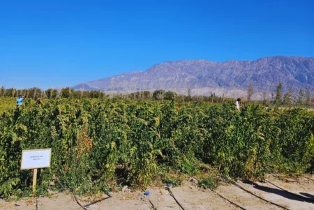 quinua al espacio 4 768x514.jpg