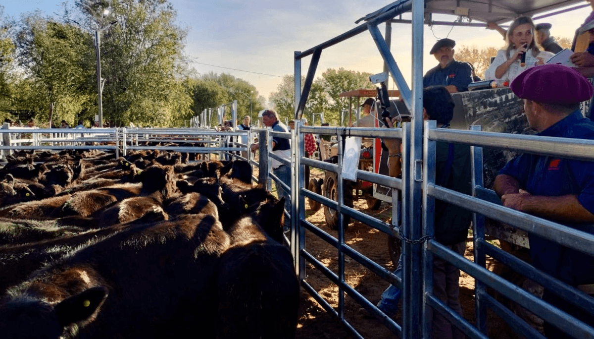 remate de terneras angus