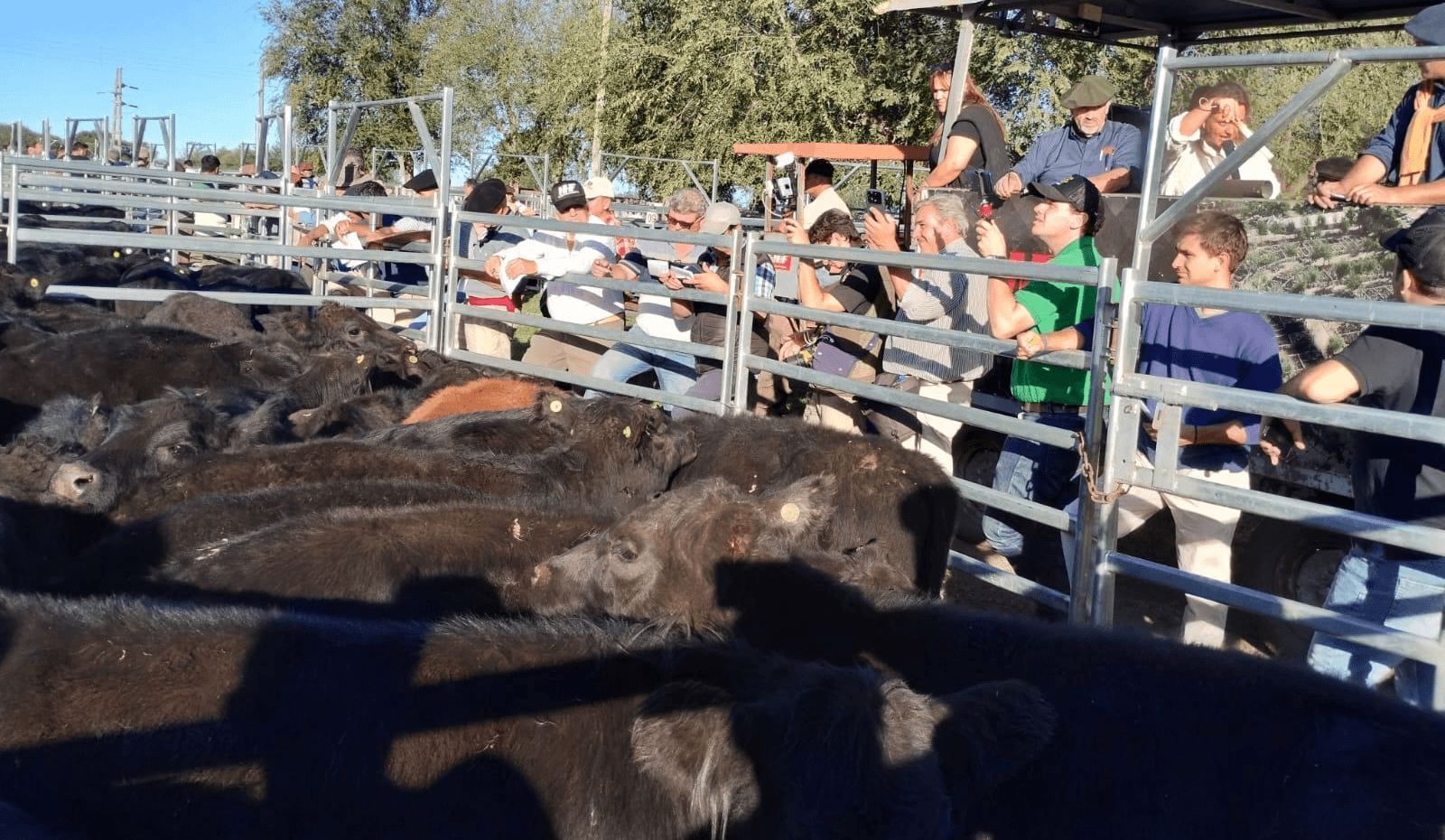 remate hacienda terneras angus