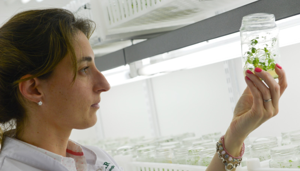 transgenicos ogm biotecnologia sagyp