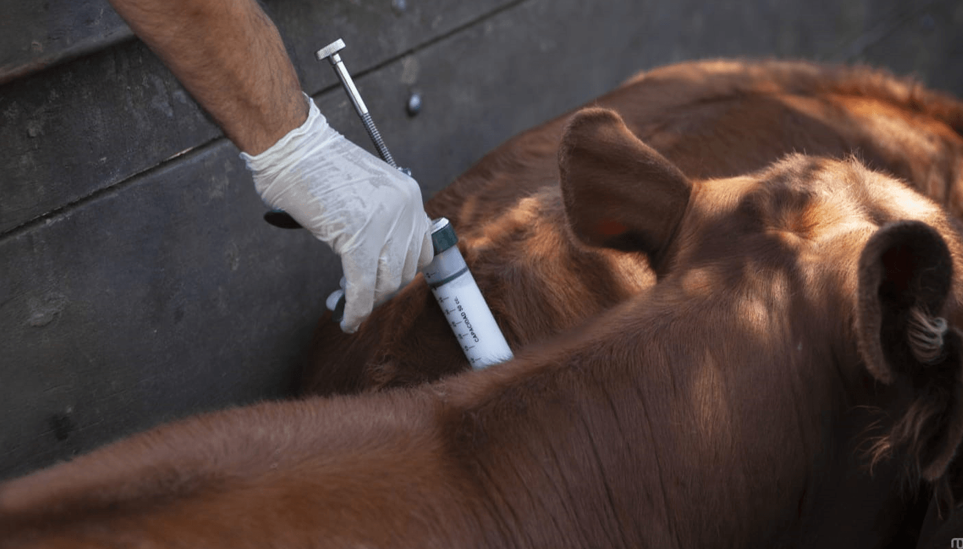 vacunacion antiaftosa senasa