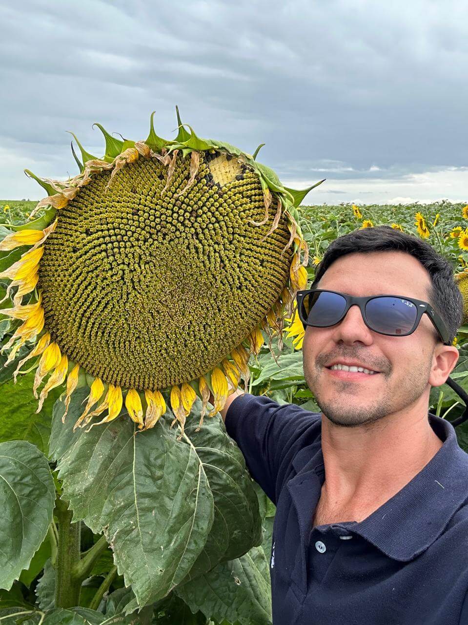 Lucio Chiesa campo 08 Girasol