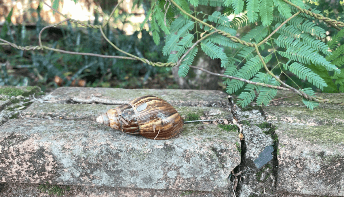 caracol gigante africano