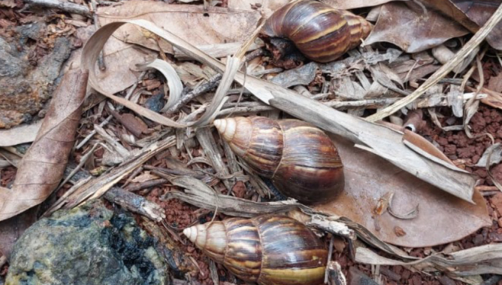 caracoles gigantes africanos