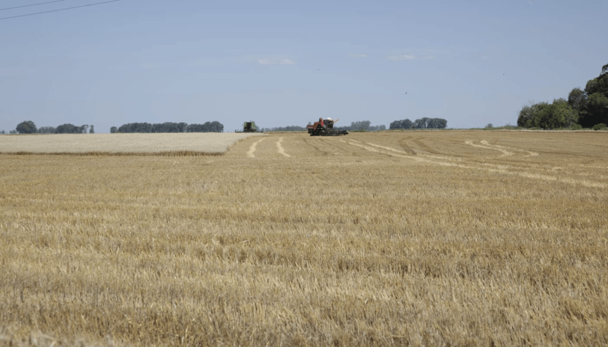 Las exportaciones del agro baten récord mes a mes y se eleva la proyección de divisas 2026 1 cosecha trigo sagyp