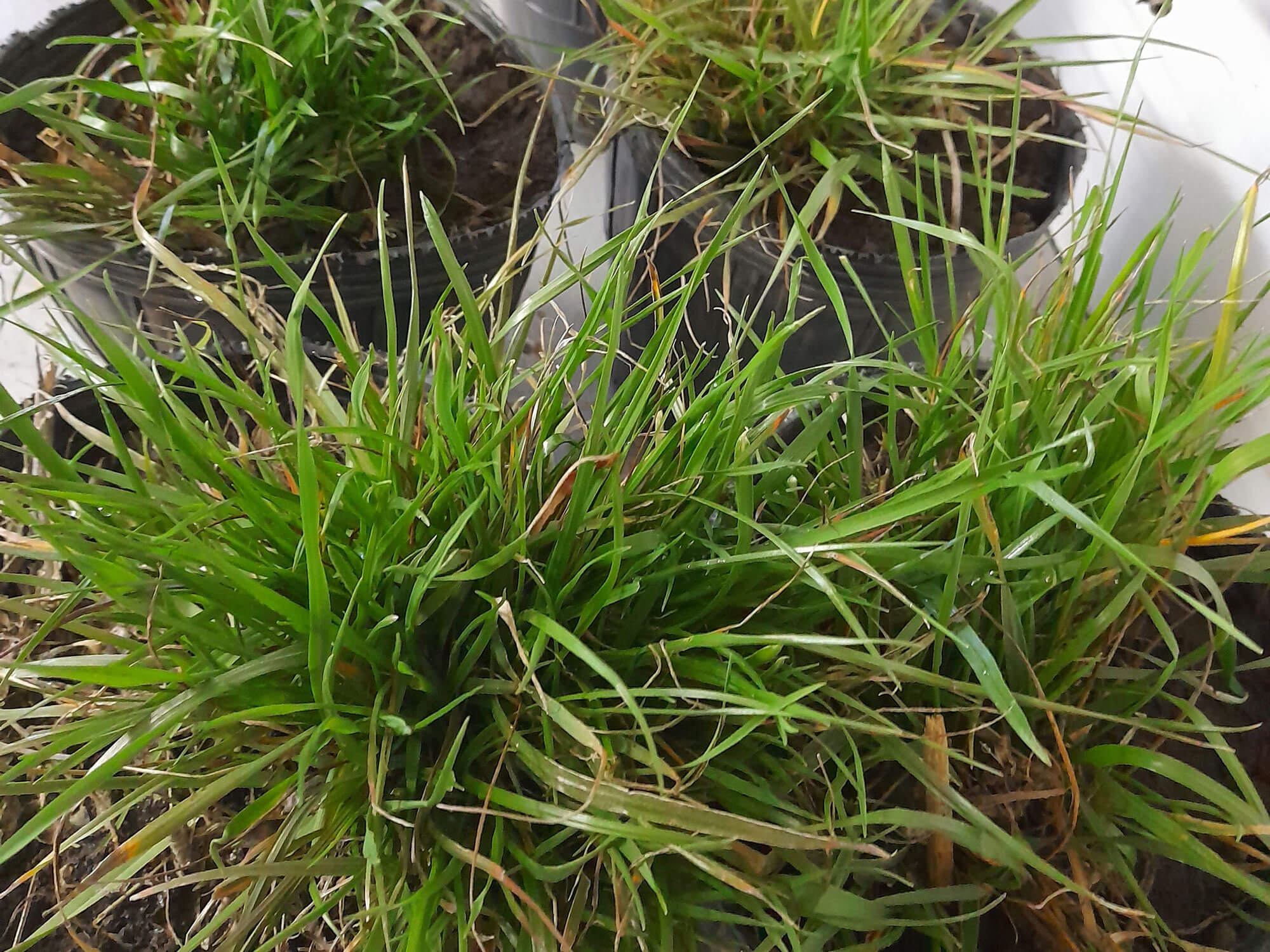 estudio raigras aapresid