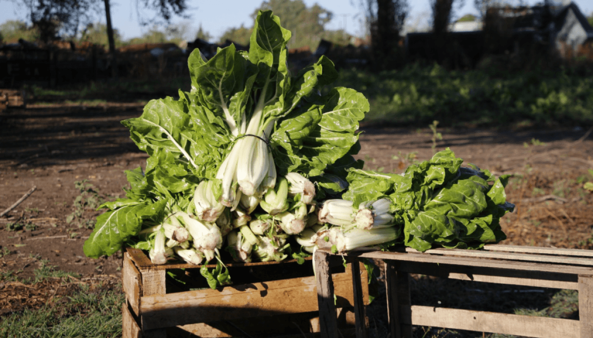 huerta en tu hogar cba