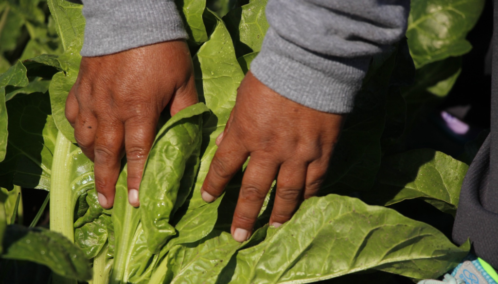 huerta productor horticola