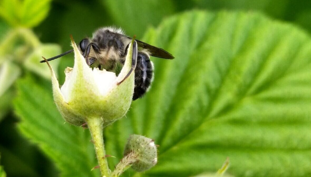 insecto polinizador abeja