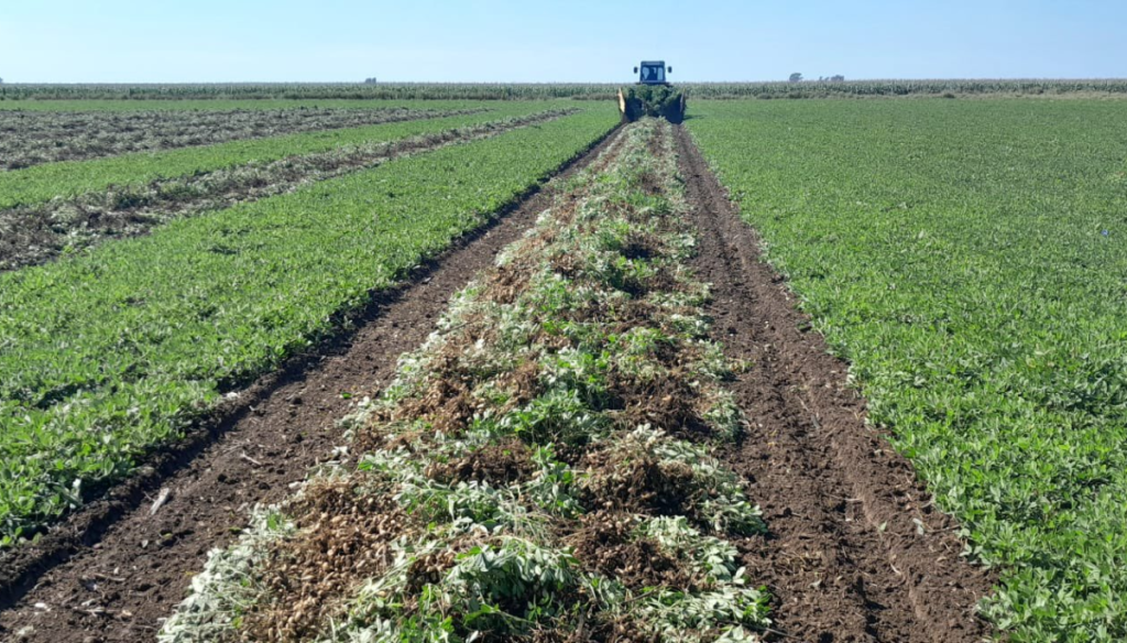 mani arrancado luciano gastaldi