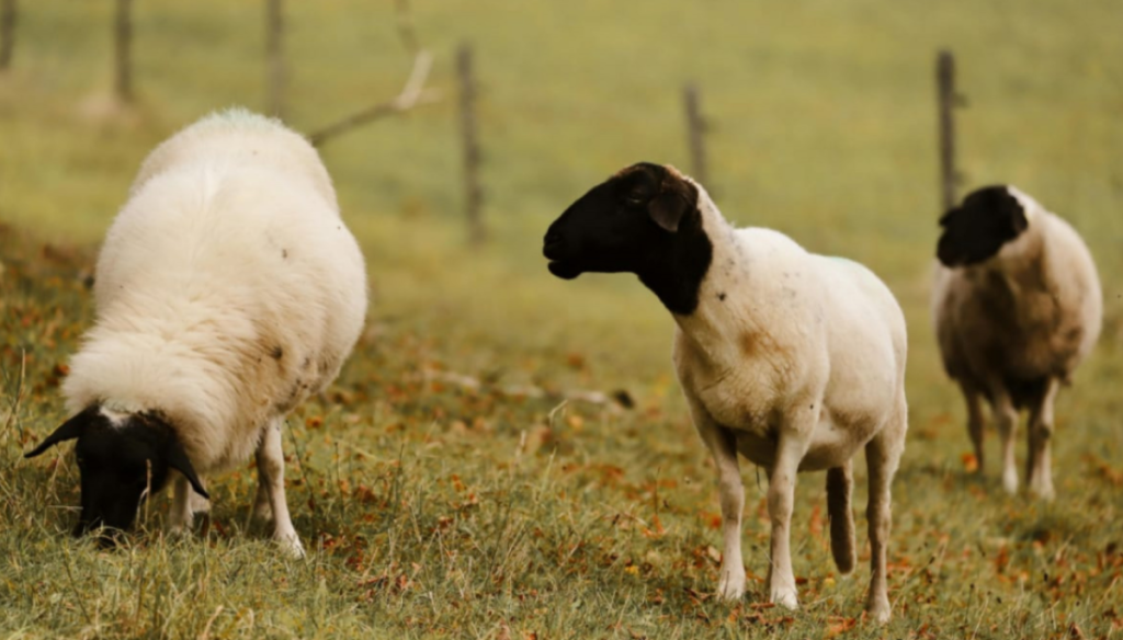 La “vaca loca” de los ovinos: cómo ingresó al país, cuáles son sus riesgos y qué medidas tomó el Senasa La “vaca loca” de los ovinos: cómo ingresó al país, cuáles son sus riesgos y qué medidas tomó el Senasa
