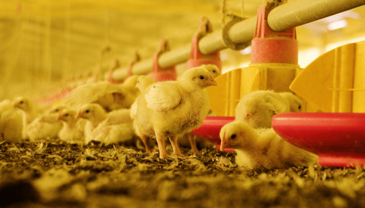 pollitos gripe aviar avicola avicultura